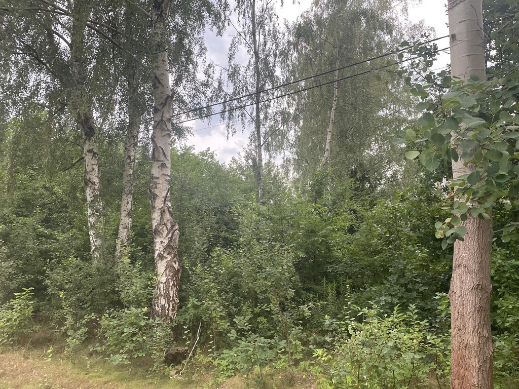 Działka Sprzedaż Zalesie