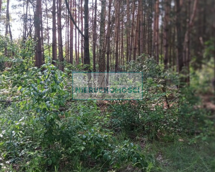 Działka Sprzedaż Opypy
