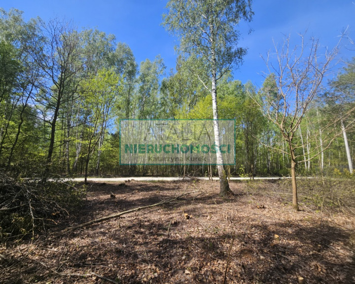 Działka Sprzedaż Szczęsne