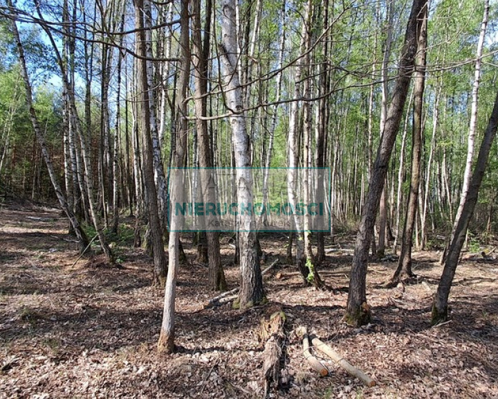 Działka Sprzedaż Adamowizna