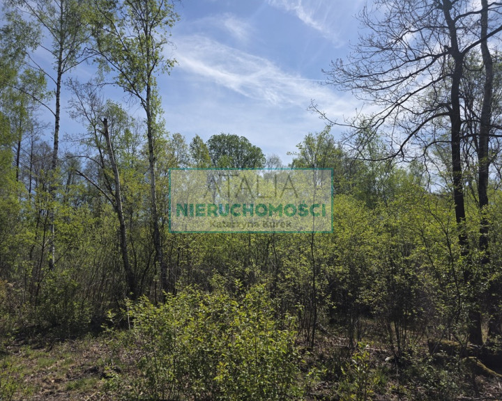 Działka Sprzedaż Szczęsne