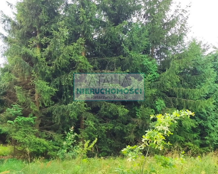 Działka Sprzedaż Budy Zosine